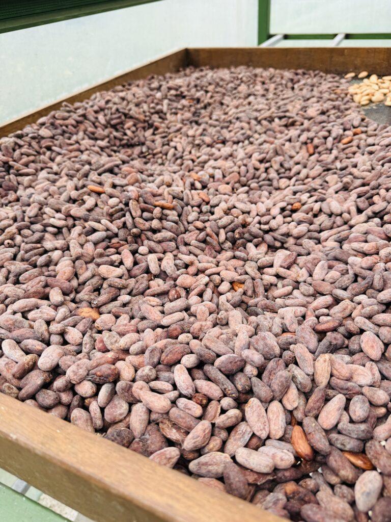 The Ultimate Costa Rica 7 Day Itinerary: Volcanoes, Wildlife, and Pure Bliss 21 Costa Rica 7 day itinerary