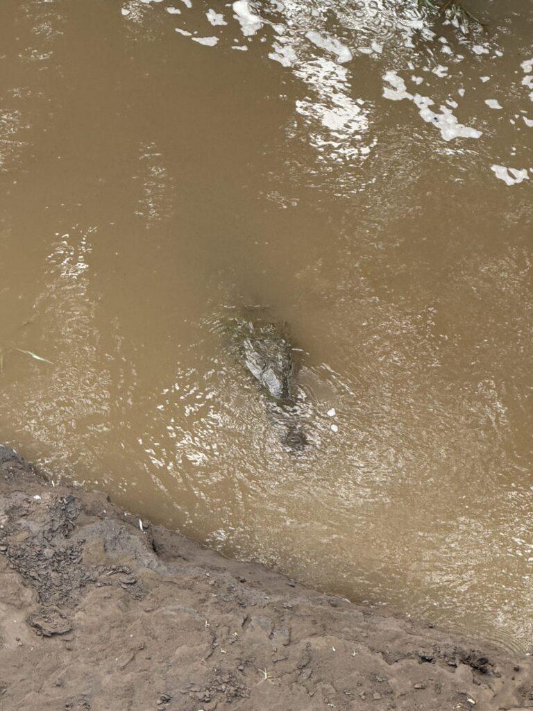 The Ultimate Costa Rica 7 Day Itinerary: Volcanoes, Wildlife, and Pure Bliss 29 Costa Rica 7 day itinerary