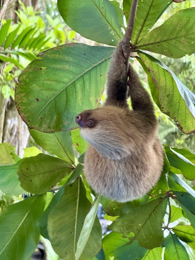 The Ultimate Costa Rica 7 Day Itinerary: Volcanoes, Wildlife, and Pure Bliss 35 Costa Rica 7 day itinerary