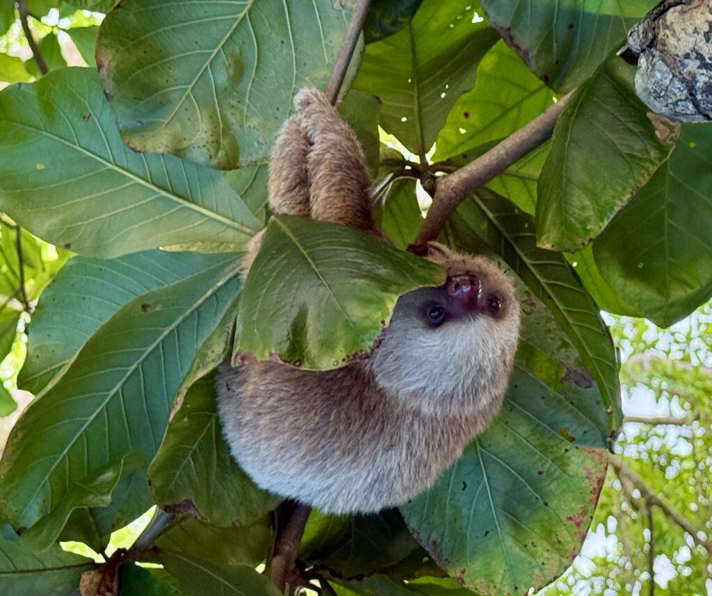 The Ultimate Costa Rica 7 Day Itinerary: Volcanoes, Wildlife, and Pure Bliss 36 Costa Rica 7 day itinerary